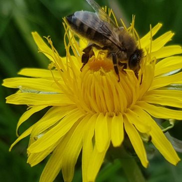 Förderung in der Bienenhaltung 2022